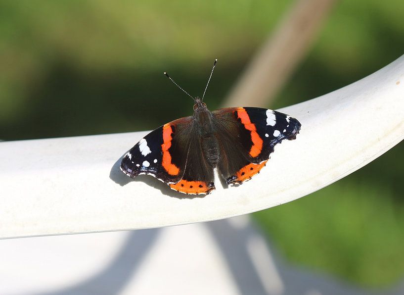 Admiral by Matthias Brix