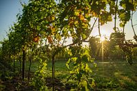 Vineyard at sunrise
