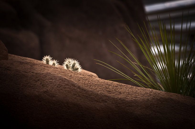 Cactus landscape by Focus Studio Fotografie