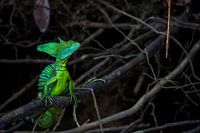 Kroonbasilisk rust uit op een tak