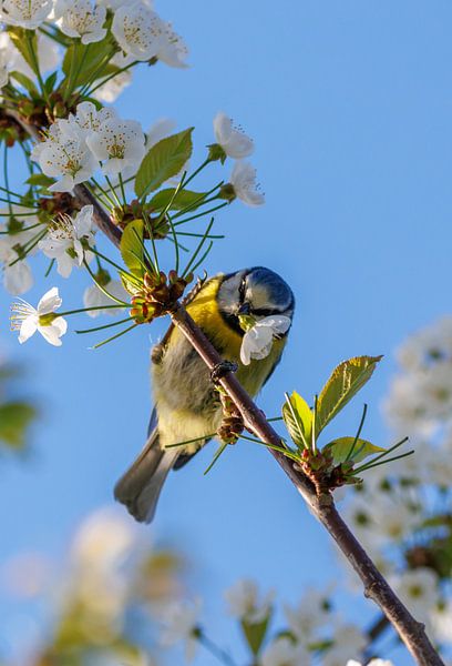 A blue tit with a blossom by Andrew Fotografie
