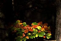 Natürliches Licht und Farben