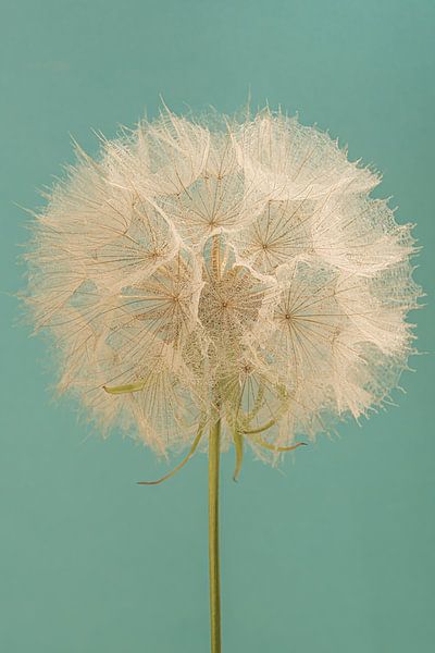 Bonjour Étoile du matin (Tragopogon) ! (sur fond turquoise) par Marjolijn van den Berg