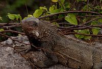 Iguanas Curacao