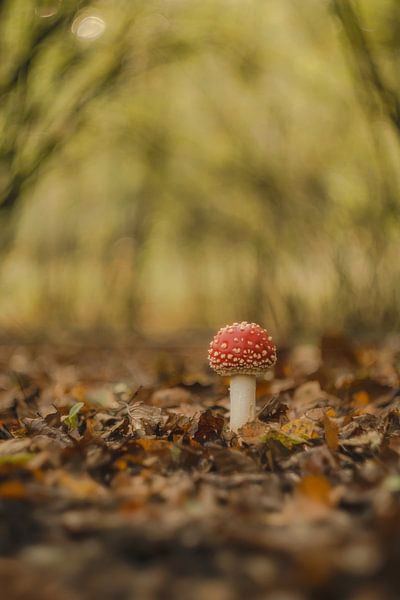 Junger Fliegenpilz - Champignon rot mit weißen Punkten von Moetwil en van Dijk - Fotografie