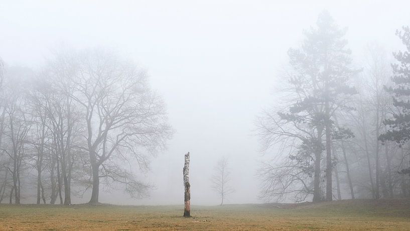 Trunk of a birch tree in the mist by Jenco van Zalk