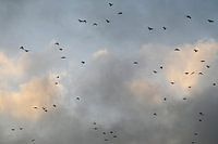 Les oiseaux dans la lumière du soir