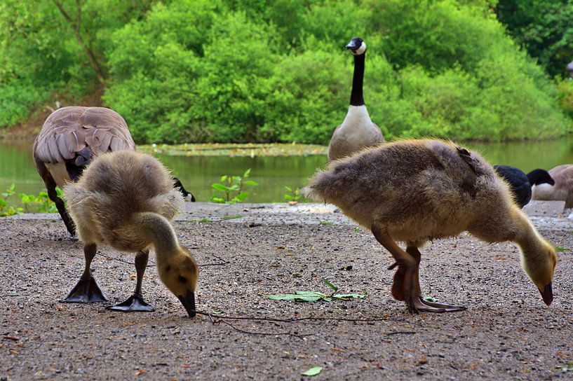 Gans 1 par Edgar Schermaul