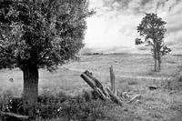 Natur in Schwarz und Weiß