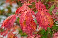 rood gekleurde herfstbladeren
