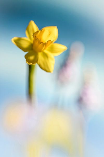 Isn't she lovely... isn't she wonderful... by Bob Daalder