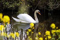 Un cygne dans le fossé