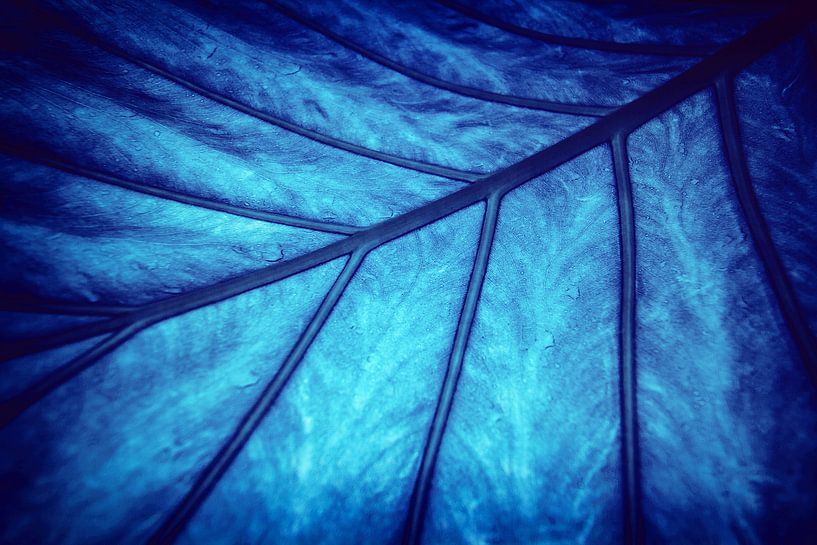 Blatt - Agua von Jacqueline Lemmens