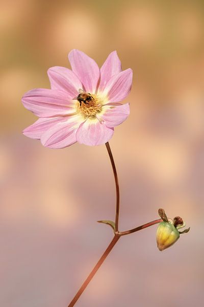 Bloemen &amp; Planten. Sweet Embrace. Peach Fuzz. van Alie Ekkelenkamp