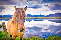 Icelandic horse