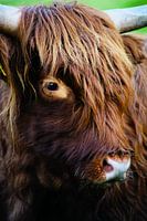 Close-up of a Scottish Highlander