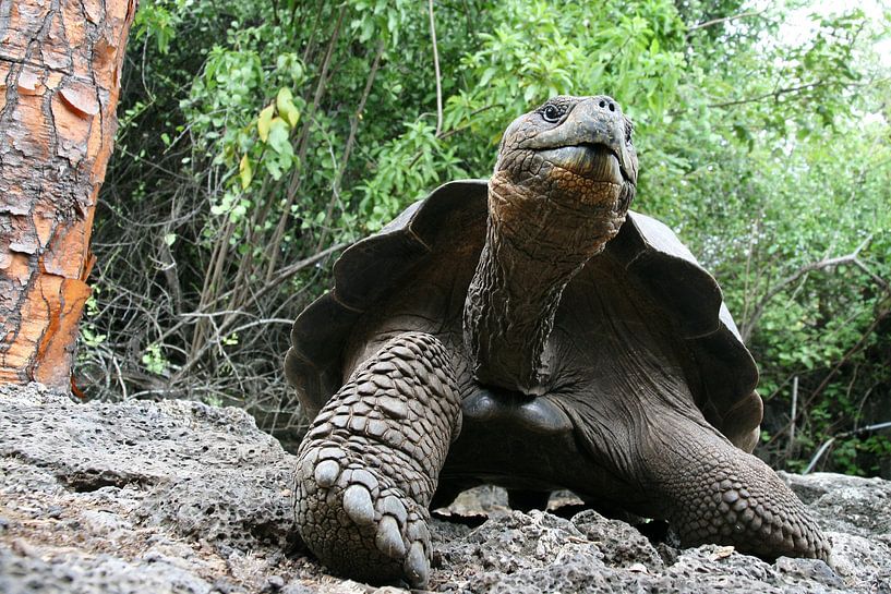 Galapagos giant tortoise by Antwan Janssen