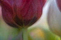 Tulip Art by Deez, Tulpen in Nederland