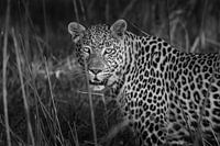 Leopard in the Okavango delta Botswana