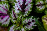 Pflanze lila und grün.