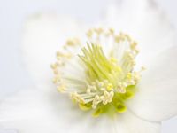 Dreamy Christmas Rose