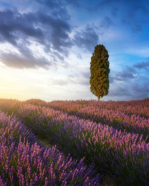 Champs de lavande et cyprès au coucher du soleil, Toscane par Stefano Orazzini