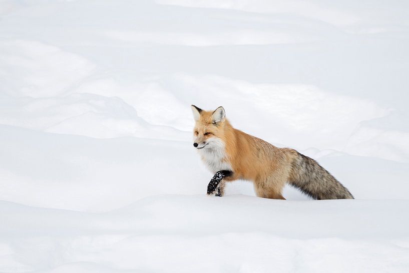 Renard / renard roux ( Vulpes vulpes ) en hiver, courant dans la neige, , Yellowstone NP, USA par wunderbare Erde