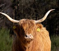 Highlander écossais