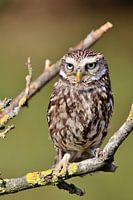 Kleine Eule auf grünem Hintergrund