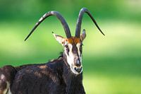 Sable antelope