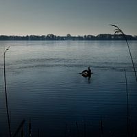 Frisse ochtendduik in Nannewiid