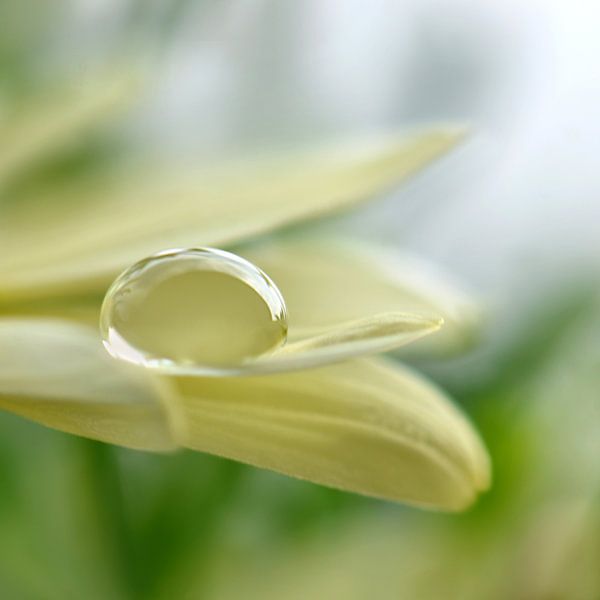 Wassertropfen von Violetta Honkisz