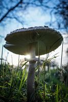 Pilz im Licht