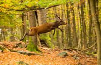Cerf sautant
