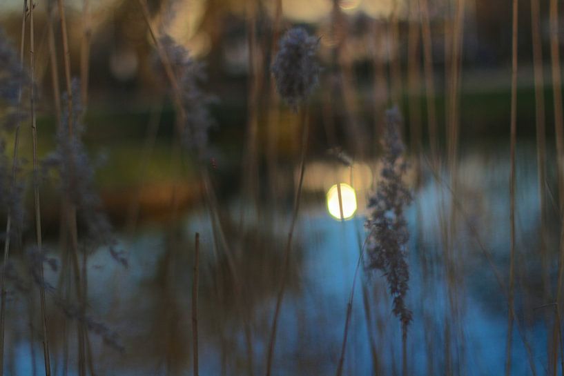 Réflexions sur Amsterdam par Marianna Pobedimova