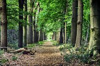 Oranjewoud in Heerenveen, kleur