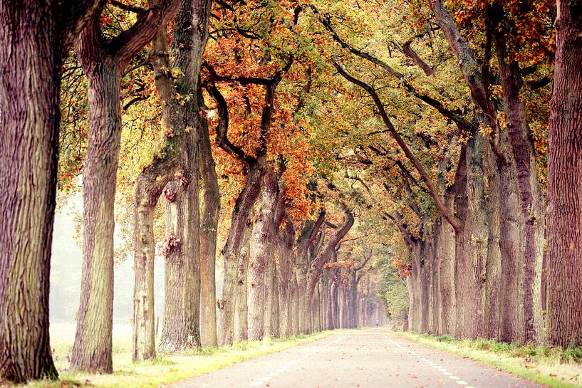 endless road in autumn..  by Els Fonteine