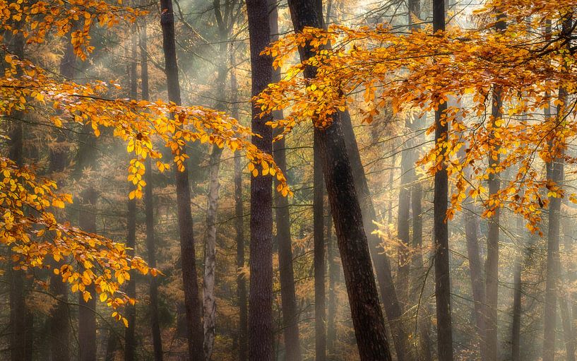 Automne sur le Veluwezoom par Sander Grefte