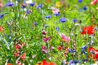 flower meadow