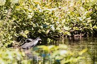 Das kleine Blässhuhn breitet langsam seine Flügel aus