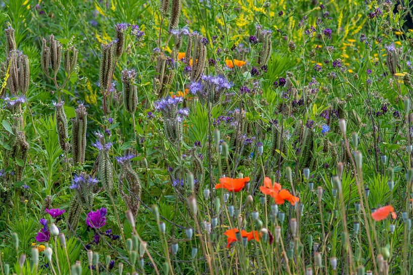 Ein Wildblumengarten mit Phacelia, Schlangenkraut und Mohnblumen. von Jolanda de Jong-Jansen