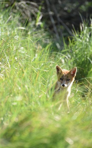 Jungfuchs von Kirsten Geerts