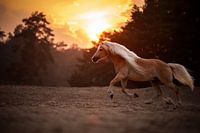 Galloping Horse in the Soester Dunes / Netherlands / Animal photography / Golden Hour