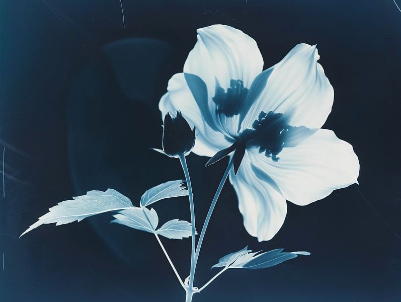 Vintage print of a flower against blue-black background - An artistic ode to American photography by Roger VDB