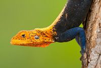 Porträt eines Agame