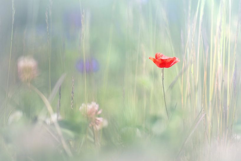 Freude und Glück von Bob Daalder
