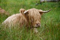 Schottischer Highlander