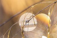 Ein romantisches Bild von Mutter Natur.