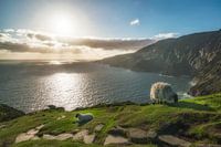Slieve League view with sheep