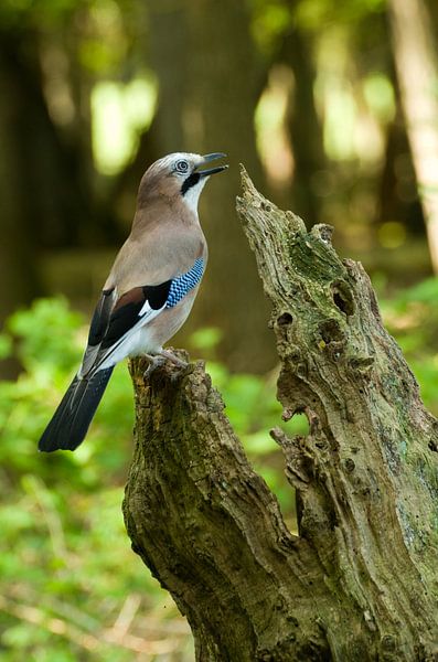 Gaai von Ton van Weenen